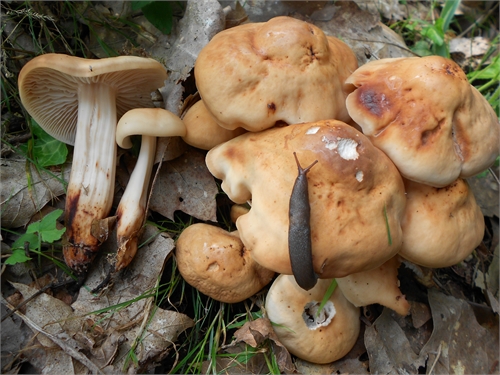 Collybia fusipes